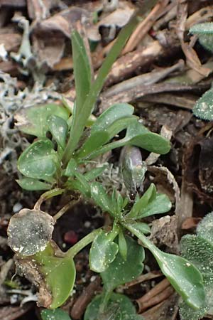 Viola cephalonica \ Kefalonia-Veilchen / Cephalonia Pansy, Kefalonia/Cephalonia Ainos 23.4.2024