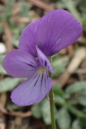 Viola cephalonica \ Kefalonia-Veilchen / Cephalonia Pansy, Kefalonia/Cephalonia Ainos 23.4.2024