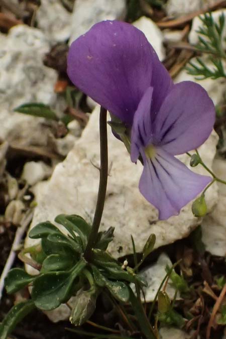 Viola cephalonica \ Kefalonia-Veilchen / Cephalonia Pansy, Kefalonia/Cephalonia Ainos 23.4.2024