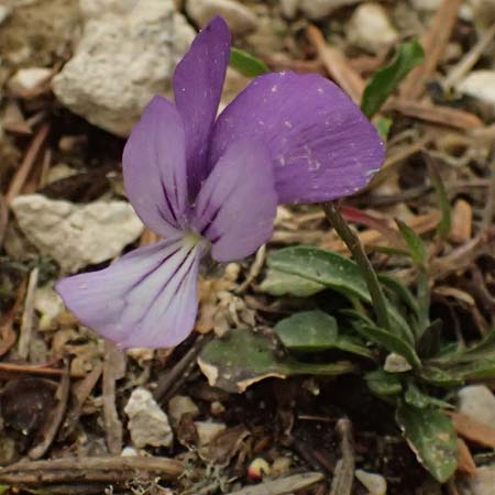 Viola cephalonica \ Kefalonia-Veilchen / Cephalonia Pansy, Kefalonia/Cephalonia Ainos 23.4.2024