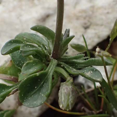 Viola cephalonica \ Kefalonia-Veilchen / Cephalonia Pansy, Kefalonia/Cephalonia Ainos 23.4.2024