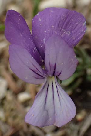 Viola cephalonica \ Kefalonia-Veilchen / Cephalonia Pansy, Kefalonia/Cephalonia Ainos 23.4.2024