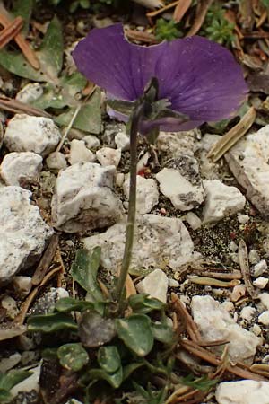 Viola cephalonica \ Kefalonia-Veilchen / Cephalonia Pansy, Kefalonia/Cephalonia Ainos 23.4.2024
