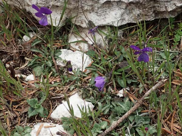 Viola cephalonica \ Kefalonia-Veilchen / Cephalonia Pansy, Kefalonia/Cephalonia Ainos 23.4.2024
