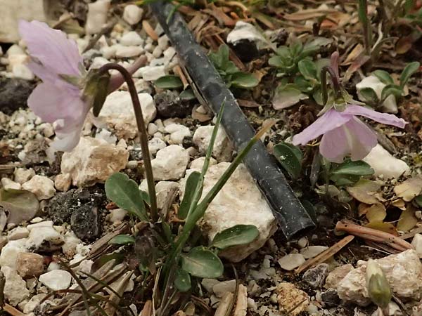 Viola cephalonica \ Kefalonia-Veilchen / Cephalonia Pansy, Kefalonia/Cephalonia Ainos 23.4.2024