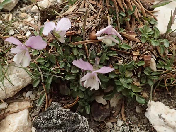 Viola cephalonica \ Kefalonia-Veilchen / Cephalonia Pansy, Kefalonia/Cephalonia Ainos 23.4.2024