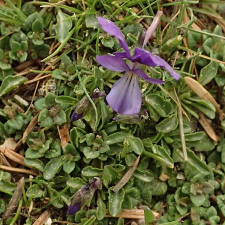 Viola cephalonica \ Kefalonia-Veilchen / Cephalonia Pansy, Kefalonia/Cephalonia Ainos 23.4.2024