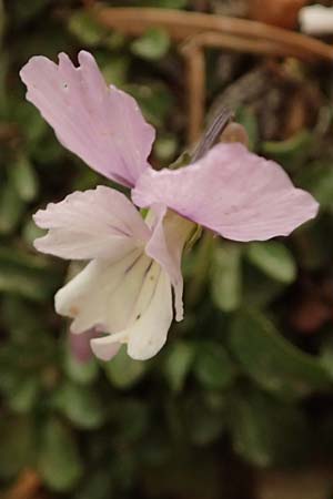 Viola cephalonica \ Kefalonia-Veilchen / Cephalonia Pansy, Kefalonia/Cephalonia Ainos 23.4.2024
