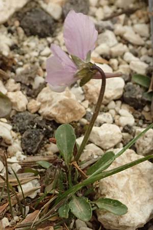 Viola cephalonica \ Kefalonia-Veilchen / Cephalonia Pansy, Kefalonia/Cephalonia Ainos 23.4.2024