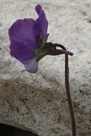 Viola cephalonica \ Kefalonia-Veilchen / Cephalonia Pansy, Kefalonia/Cephalonia Ainos 23.4.2024