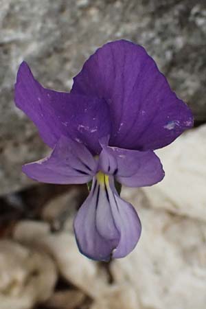 Viola cephalonica \ Kefalonia-Veilchen / Cephalonia Pansy, Kefalonia/Cephalonia Ainos 23.4.2024