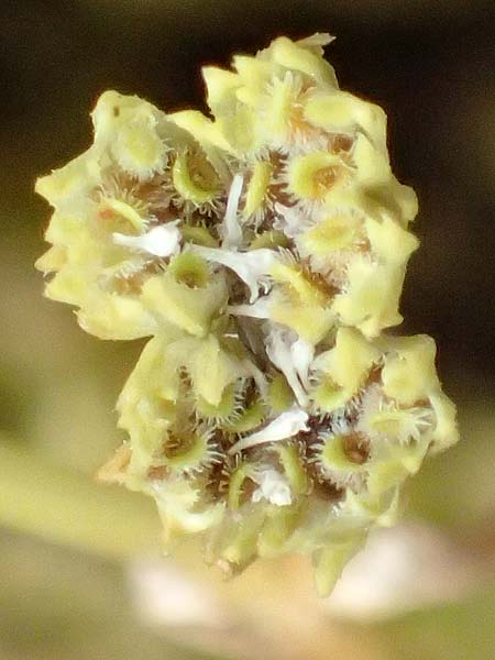 Valerianella dentata \ Gezhnter Feld-Salat / Narrowfruit Corn Salad, Kefalonia/Cephalonia Old Vlachata 22.4.2024