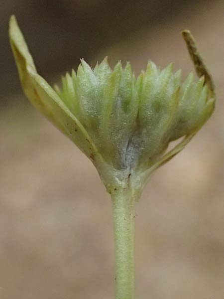 Valerianella dentata \ Gezhnter Feld-Salat / Narrowfruit Corn Salad, Kefalonia/Cephalonia Old Vlachata 22.4.2024