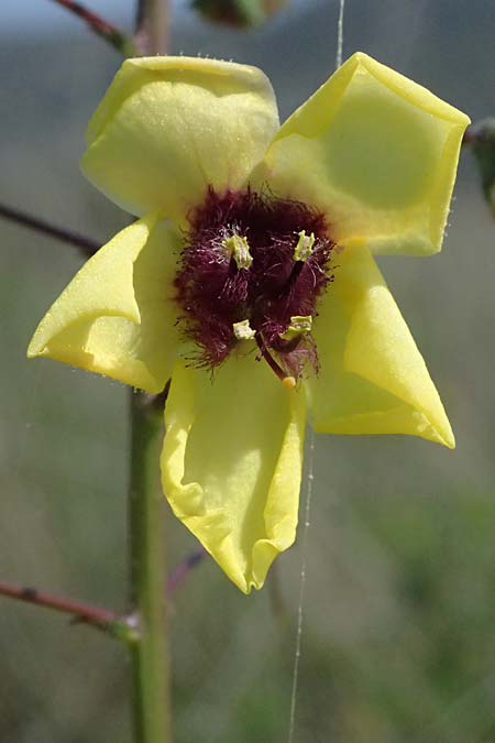 Verbascum blattaria \ Schabenkraut-Knigskerze, Schaben-Knigskerze / Moth Mullein, Kefalonia/Cephalonia Livadi 15.4.2024
