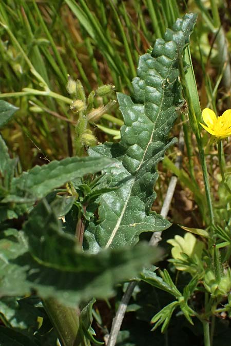 Verbascum blattaria \ Schabenkraut-Knigskerze, Schaben-Knigskerze / Moth Mullein, Kefalonia/Cephalonia Livadi 15.4.2024