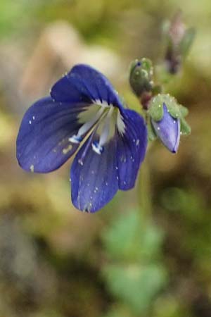 Veronica glauca subsp. peloponnesiaca \ Peloponnes-Ehrenpreis / Peloponnese Speedwell, Kefalonia/Cephalonia Ainos 23.4.2024
