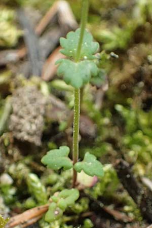 Veronica glauca subsp. peloponnesiaca \ Peloponnes-Ehrenpreis / Peloponnese Speedwell, Kefalonia/Cephalonia Ainos 23.4.2024