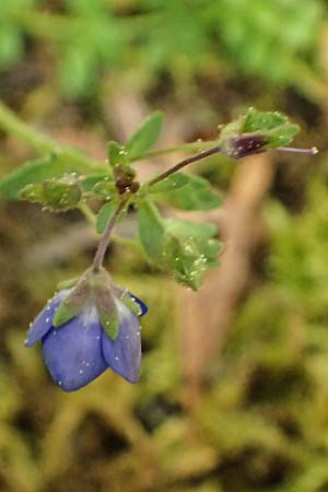 Veronica glauca subsp. peloponnesiaca \ Peloponnes-Ehrenpreis / Peloponnese Speedwell, Kefalonia/Cephalonia Ainos 23.4.2024