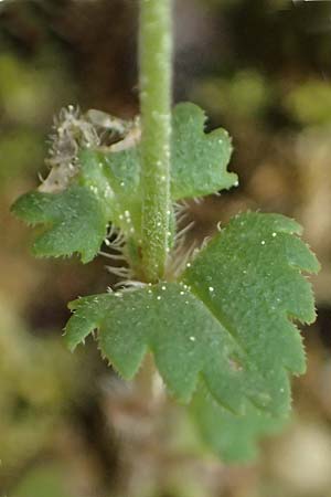 Veronica glauca subsp. peloponnesiaca \ Peloponnes-Ehrenpreis / Peloponnese Speedwell, Kefalonia/Cephalonia Ainos 23.4.2024