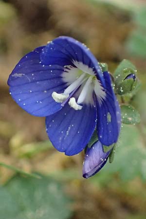 Veronica glauca subsp. peloponnesiaca \ Peloponnes-Ehrenpreis / Peloponnese Speedwell, Kefalonia/Cephalonia Ainos 23.4.2024