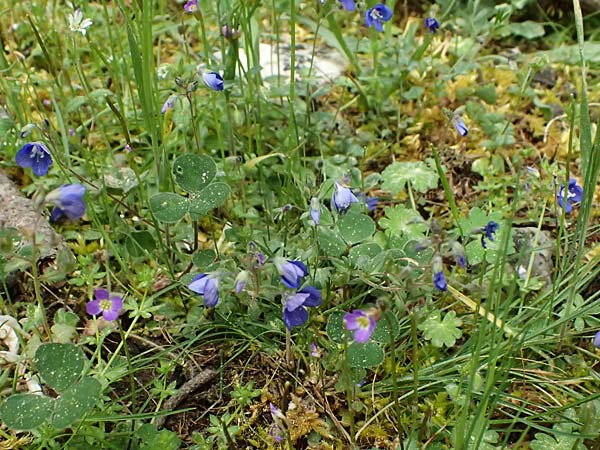 Veronica glauca subsp. peloponnesiaca \ Peloponnes-Ehrenpreis / Peloponnese Speedwell, Kefalonia/Cephalonia Ainos 23.4.2024