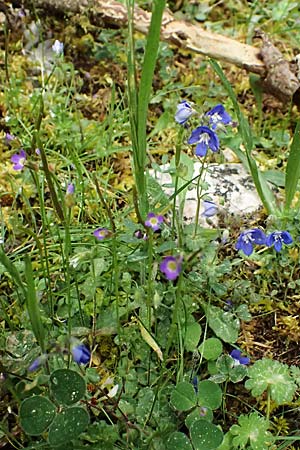 Veronica glauca subsp. peloponnesiaca \ Peloponnes-Ehrenpreis / Peloponnese Speedwell, Kefalonia/Cephalonia Ainos 23.4.2024