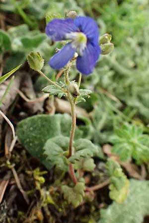 Veronica glauca subsp. peloponnesiaca \ Peloponnes-Ehrenpreis / Peloponnese Speedwell, Kefalonia/Cephalonia Ainos 23.4.2024