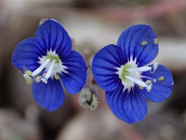 Veronica glauca subsp. peloponnesiaca \ Peloponnes-Ehrenpreis / Peloponnese Speedwell, Kefalonia/Cephalonia Ainos 24.4.2024