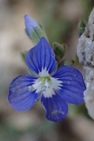 Veronica glauca subsp. peloponnesiaca \ Peloponnes-Ehrenpreis / Peloponnese Speedwell, Kefalonia/Cephalonia Ainos 24.4.2024