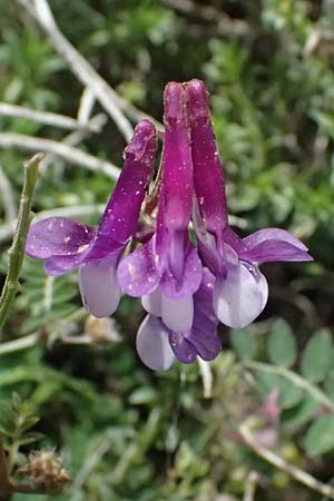 Vicia villosa subsp. microphylla \ Kleinblttige Wicke / Small-Leaved Fodder Vetch, Kefalonia/Cephalonia Ainos 24.4.2024