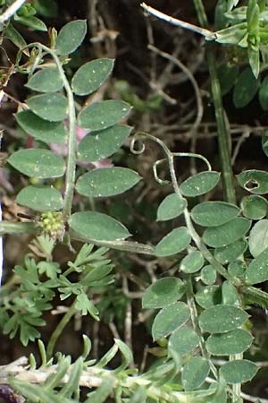 Vicia villosa subsp. microphylla \ Kleinblttige Wicke / Small-Leaved Fodder Vetch, Kefalonia/Cephalonia Ainos 24.4.2024