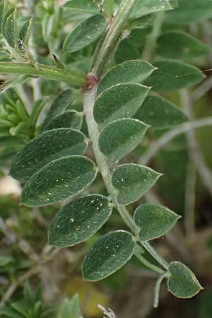 Vicia villosa subsp. microphylla \ Kleinblttige Wicke / Small-Leaved Fodder Vetch, Kefalonia/Cephalonia Ainos 24.4.2024