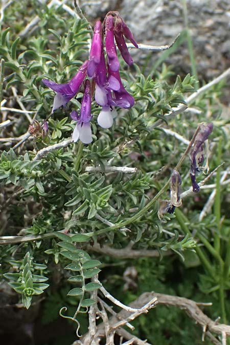 Vicia villosa subsp. microphylla \ Kleinblttige Wicke / Small-Leaved Fodder Vetch, Kefalonia/Cephalonia Ainos 24.4.2024