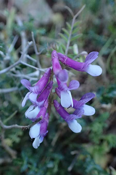 Vicia villosa subsp. microphylla \ Kleinblttige Wicke / Small-Leaved Fodder Vetch, Kefalonia/Cephalonia Ainos 24.4.2024