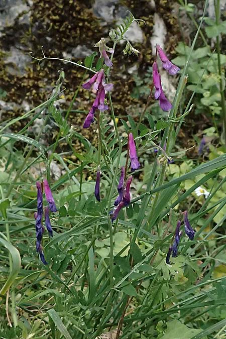 Vicia villosa subsp. microphylla \ Kleinblttige Wicke / Small-Leaved Fodder Vetch, Kefalonia/Cephalonia Komitata 16.4.2024