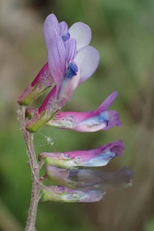 Vicia villosa subsp. microphylla \ Kleinblttige Wicke / Small-Leaved Fodder Vetch, Kefalonia/Cephalonia Agia Evfimia 16.4.2024