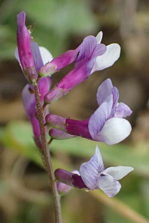 Vicia villosa subsp. microphylla \ Kleinblttige Wicke / Small-Leaved Fodder Vetch, Kefalonia/Cephalonia Agia Evfimia 16.4.2024