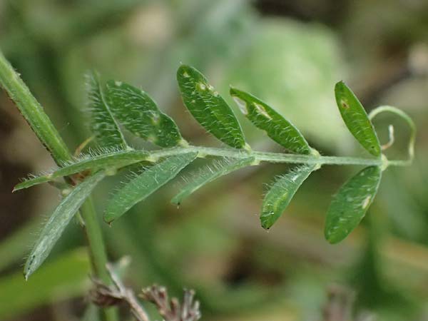 Vicia villosa subsp. microphylla \ Kleinblttige Wicke / Small-Leaved Fodder Vetch, Kefalonia/Cephalonia Agia Evfimia 16.4.2024