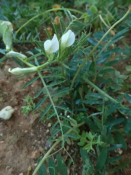 Vicia pannonica subsp. pannonica ? \ Ungarische Wicke / Hungarian Vetch, Kefalonia/Cephalonia Argostoli 14.4.2024