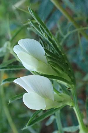 Vicia pannonica subsp. pannonica ? \ Ungarische Wicke / Hungarian Vetch, Kefalonia/Cephalonia Argostoli 14.4.2024