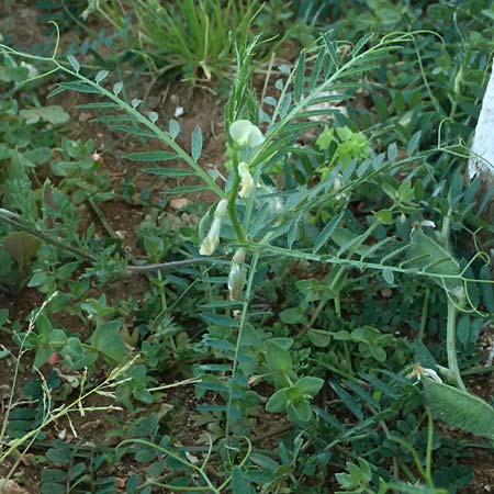 Vicia pannonica subsp. pannonica ? \ Ungarische Wicke / Hungarian Vetch, Kefalonia/Cephalonia Argostoli 14.4.2024