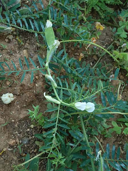 Vicia pannonica subsp. pannonica ? \ Ungarische Wicke / Hungarian Vetch, Kefalonia/Cephalonia Argostoli 14.4.2024