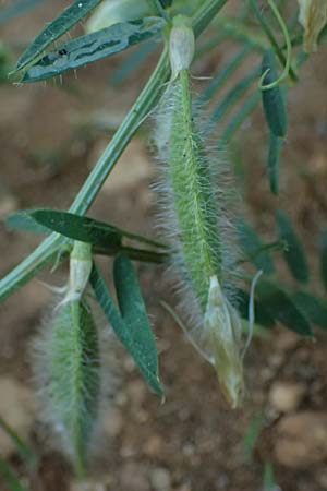 Vicia pannonica subsp. pannonica ? \ Ungarische Wicke / Hungarian Vetch, Kefalonia/Cephalonia Argostoli 14.4.2024