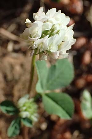 Trifolium nigrescens \ Schwarzwerdender Klee / Small White Clover, Ball Clover, Kefalonia/Cephalonia Argostoli 14.4.2024
