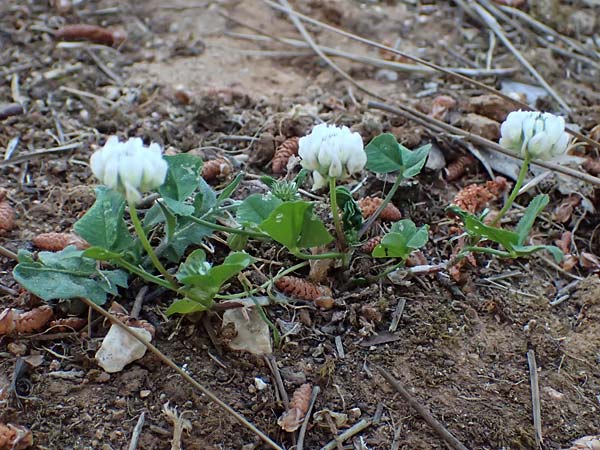 Trifolium nigrescens \ Schwarzwerdender Klee / Small White Clover, Ball Clover, Kefalonia/Cephalonia Argostoli 14.4.2024