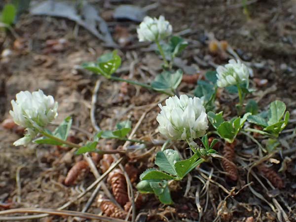 Trifolium nigrescens \ Schwarzwerdender Klee / Small White Clover, Ball Clover, Kefalonia/Cephalonia Argostoli 14.4.2024