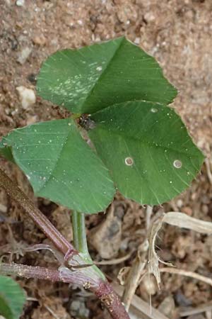 Trifolium nigrescens \ Schwarzwerdender Klee / Small White Clover, Ball Clover, Kefalonia/Cephalonia Argostoli 19.4.2024