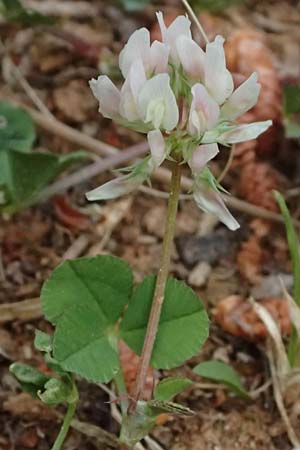 Trifolium nigrescens \ Schwarzwerdender Klee / Small White Clover, Ball Clover, Kefalonia/Cephalonia Argostoli 19.4.2024