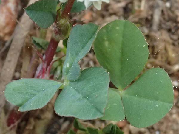 Trifolium nigrescens \ Schwarzwerdender Klee / Small White Clover, Ball Clover, Kefalonia/Cephalonia Argostoli 19.4.2024