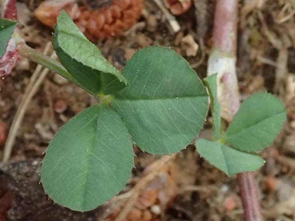 Trifolium nigrescens \ Schwarzwerdender Klee / Small White Clover, Ball Clover, Kefalonia/Cephalonia Argostoli 19.4.2024
